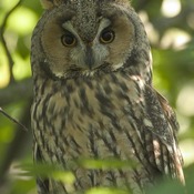 Northern Long-eared Owl
